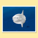Surprised sunfish greeting card